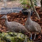 Kuiftinamoe koppel, Dieren en Toebehoren