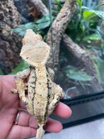 Wimpergekko man