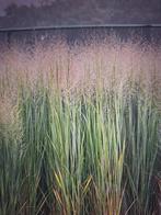 Panicum virgatum"northwind", Ophalen