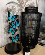 Prachtige stolp met 4 echte Papilio Ulysses vlinders, Nieuw, Ophalen