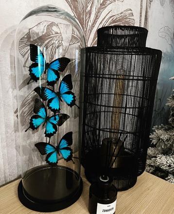 Belle cloche avec 4 vrais papillons Papilio Ulysse