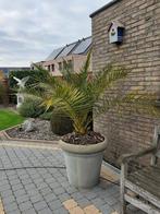 Palm, Tuin en Terras, Planten | Bomen, Ophalen of Verzenden