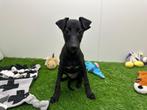 Whippet pups, Dieren en Toebehoren, België, Overige rassen, 8 tot 15 weken, CDV (hondenziekte)