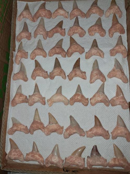 Set fossiele haaientanden 3 tot 5 cm, Verzamelen, Mineralen en Fossielen, Fossiel, Ophalen of Verzenden
