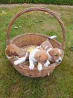 Prachtige jack russell pups geboren op de boerderij, Dieren en Toebehoren, Honden | Jack Russells en Terriërs, België, Fokker | Hobbymatig