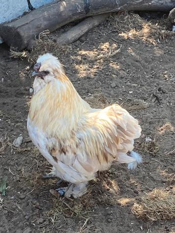Zijdehoender haan, Mâle, Poule ou poulet