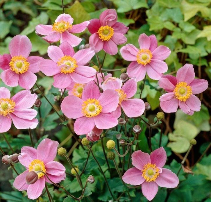Anemone september charm, Jardin & Terrasse, Plantes | Jardin, Mi-ombre, Enlèvement