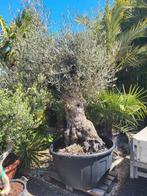 olea europaea bonsai met oude dikke stam, Ophalen of Verzenden