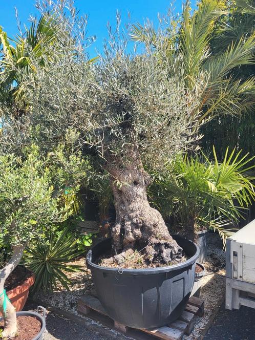 bonsaï olea europaea avec vieille tige épaisse, Jardin & Terrasse, Plantes | Arbres, Enlèvement ou Envoi