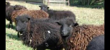 Leuke quessant ooitjes (handtam), Femelle, Mouton, 0 à 2 ans