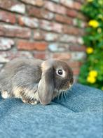 Lief NHD koppeltje, Dieren en Toebehoren, Konijnen, Meerdere dieren, Dwerg, Hangoor, 0 tot 2 jaar