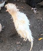 padua haan, Dieren en Toebehoren, Pluimvee, Mannelijk, Kip