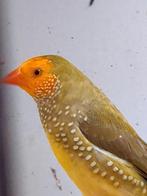 Trouvez la tête orange de Binzenastrilde, Animaux & Accessoires, Oiseaux | Oiseaux Autre, Oiseau tropical, Bagué, Plusieurs animaux
