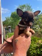 chihuahua pups t.cup & mini raszuiver zeer mooie ! kleintjes, België, Fokker | Hobbymatig, 8 tot 15 weken, CDV (hondenziekte)