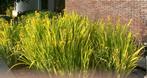 Gele Lis 10m2! (iris pseudacorus), Tuin en Terras, Ophalen, Gebruikt, Overige materialen, Overige typen