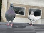 2 king duiven te koop, Dieren en Toebehoren, Vogels | Duiven