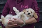 Poedel kruising pups, België, 8 tot 15 weken, CDV (hondenziekte), Meerdere