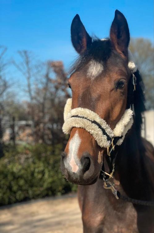 Corydon uit de halfzuster van Impresse van ‘t Kattenheye, Dieren en Toebehoren, Paarden, Merrie, Onbeleerd, 3 tot 6 jaar, Springpaard