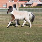 AMHA/NMPRS minipaardjes, Dieren en Toebehoren, Pony's, Merrie, Niet van toepassing, Met stamboom, 0 tot 2 jaar