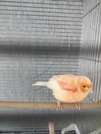 Koppel kanaries, Dieren en Toebehoren, Vogels | Kanaries