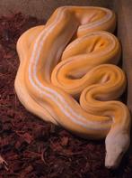 Python réticulé golden child albino, Dieren en Toebehoren, Slang