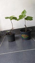 Vijgenbomen 30 cm in pot, Ophalen