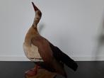 Opgezette gans taxidermie taxidermy, Verzamelen, Ophalen of Verzenden, Zo goed als nieuw