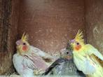 JONGE VALKPARKIETEN, Dieren en Toebehoren, Vogels | Parkieten en Papegaaien, Meerdere dieren, Parkiet, Geringd