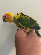 ️️️️️️️️❤️❤️️️️️️️Tamme baby zonparkiet van 4,5 weken oud, Dieren en Toebehoren, Vogels | Parkieten en Papegaaien, Geslacht onbekend