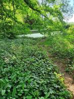 Te koop: uniek opknap-zwembad op idyllisch bosperceel, Zutendaal, 1500 m² of meer