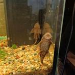 ancistrus, Enlèvement, Neuf, Autres types