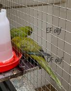 Kakariki kakarikis, Meerdere dieren, Parkiet, Geringd