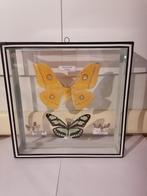 Taxidermy, Verzamelen, Ophalen of Verzenden, Nieuw, Insect, Opgezet dier