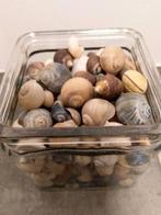 MOOIE SCHELPEN, Verzamelen, Ophalen, Schelp(en)