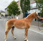 Haflinger hengst, Dieren en Toebehoren, Paarden, Hengst, M