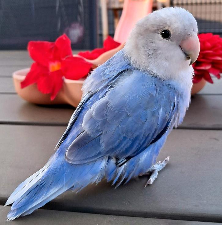Dwergpapegaai met kooi, Dieren en Toebehoren, Vogels | Parkieten en Papegaaien, Dwergpapegaai of Agapornis, Mannelijk, Tam