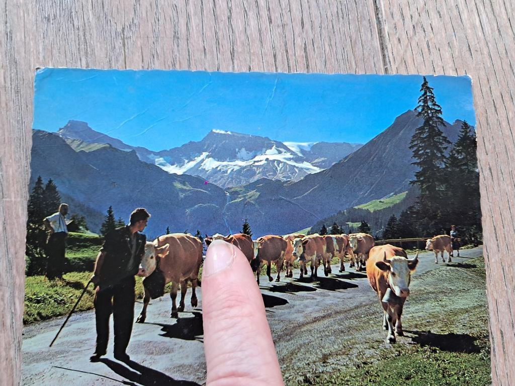 Pk décrit : vaches alpines, Collections, Enlèvement ou Envoi