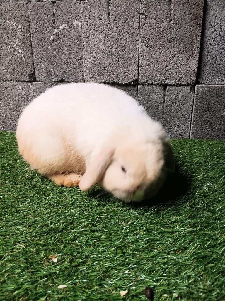 Verschillende kleuren Nederlandse dwerghangoren, Mâle, Nain, Oreilles tombantes