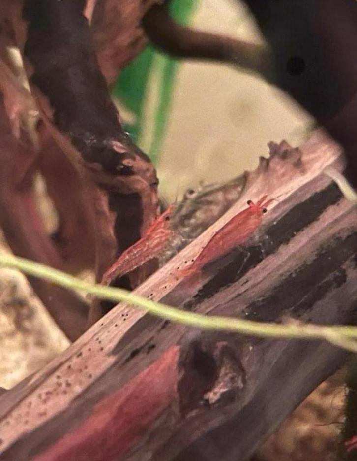 Crevettes Fire à vendre !, Animaux & Accessoires, Poissons | Poissons d'aquarium, Poisson d'eau douce, Poisson, Banc de poissons