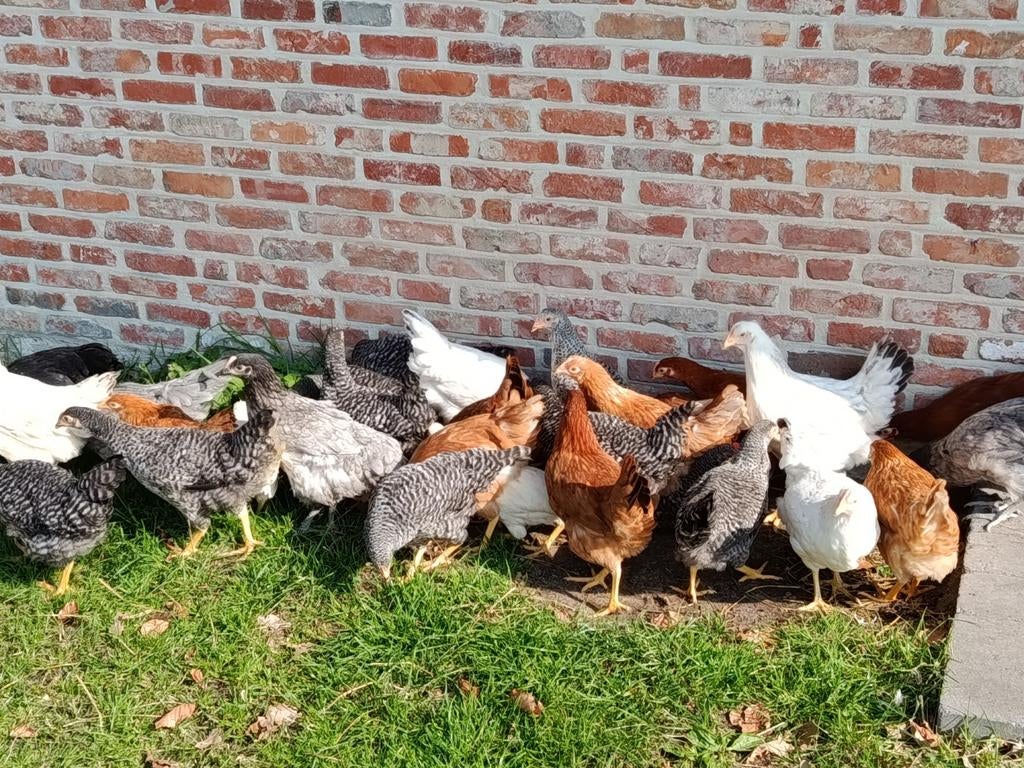 jonge legkippen, Dieren en Toebehoren, Pluimvee, Kip