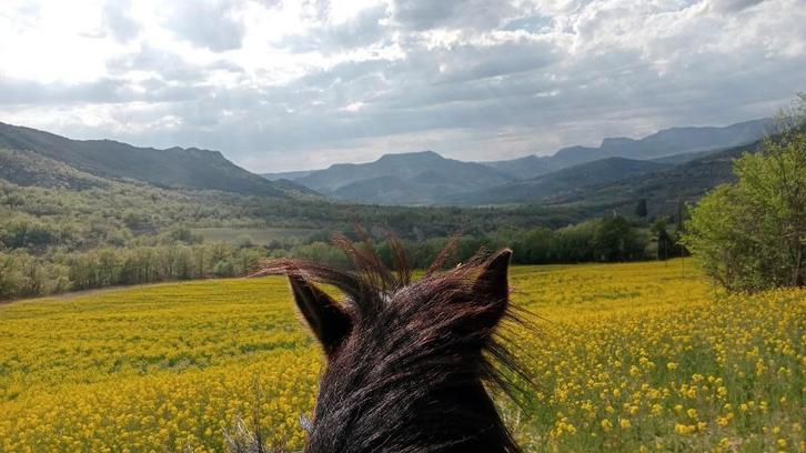 Bijrijder aangeboden, Animaux & Accessoires, Chevaux