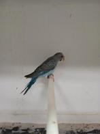 Blackwing grasparkieten