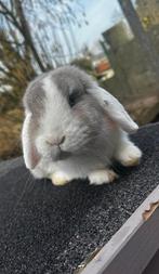 Minilop voedster, Femelle, Nain, Oreilles tombantes, 0 à 2 ans