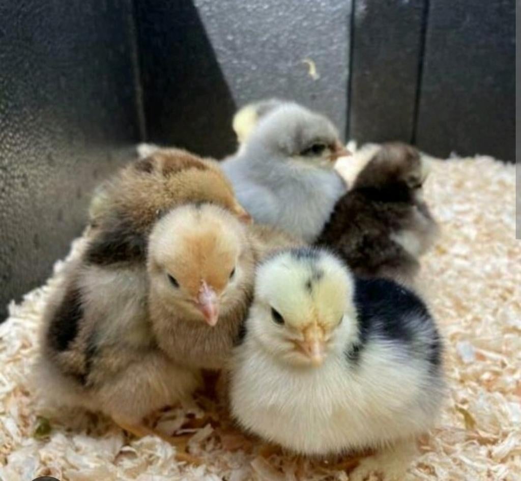 Paaskuikens/eendagskuikens te koop 10 kopen 2 gratis  ️