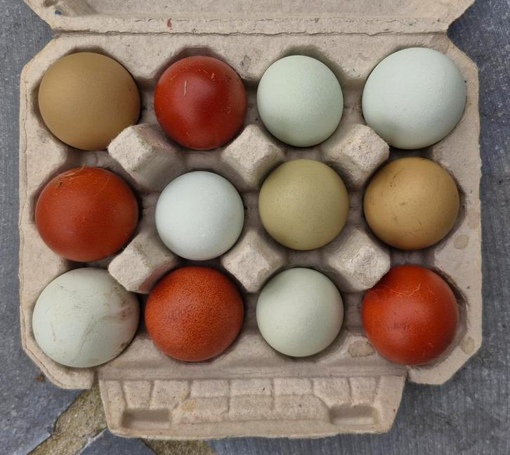 Broedeieren kleurleggers, Animaux & Accessoires, Volatiles | Accessoires, Enlèvement