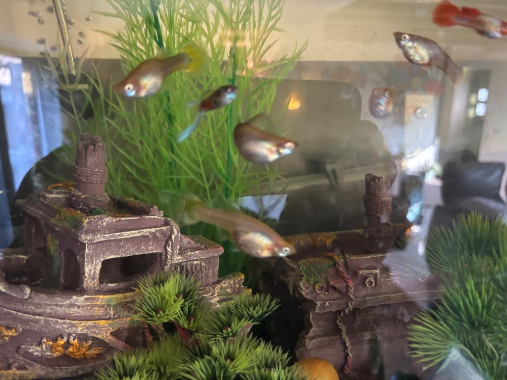 Guppy’s, Dieren en Toebehoren, Vissen | Aquariumvissen