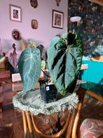 AnthuriumRED CRYSTAL X FORGETII)XZWART 'CODE RED' X APP 'A), Ophalen of Verzenden