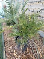 mooie dwergbladpalm, Enlèvement