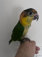 Roestkop caique tam, Dieren en Toebehoren, Vrouwelijk, Papegaai, Tam