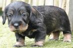 Ruwharige dwergteckel pups, met stamboom (geteste ouders), Dieren en Toebehoren, Honden | Teckels en Dashonden, Parvo, België